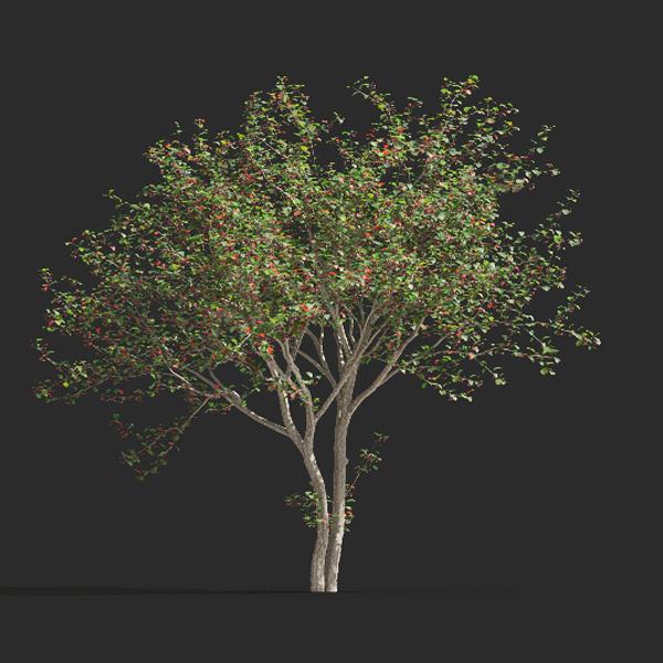 مدل سه بعدی درخت - دانلود مدل سه بعدی درخت - آبجکت سه بعدی درخت - دانلود آبجکت سه بعدی درخت -دانلود مدل سه بعدی fbx - دانلود مدل سه بعدی obj -Ervatamia_divaricata 3d model free download  - Ervatamia_divaricata 3d Object - Ervatamia_divaricata OBJ 3d models - Ervatamia_divaricata FBX 3d Models - 